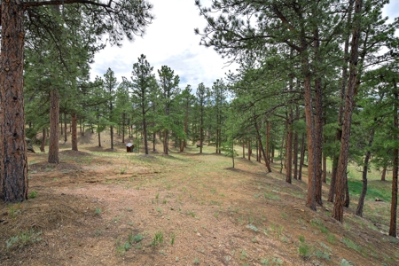 Charming Mountain Cabin on 5 Mitigated Acres - Florissant, CO - image 28