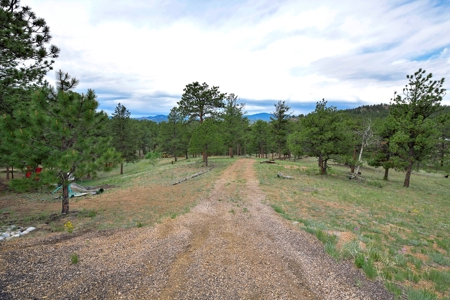 Charming Mountain Cabin on 5 Mitigated Acres - Florissant, CO - image 24