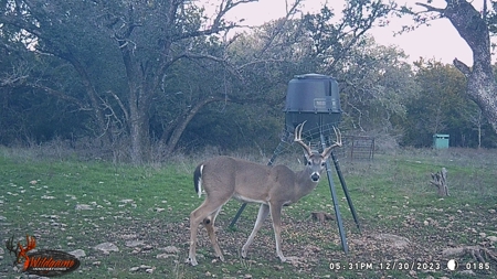 Gatesville Gem: 41Acres with Seasonal Creek and Country Home - image 39