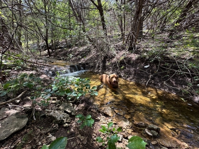 Gatesville Gem: 41Acres with Seasonal Creek and Country Home - image 3