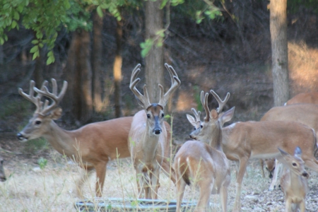 Gatesville Gem: 41Acres with Seasonal Creek and Country Home - image 2