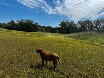 12-Acre Property with Wildlife Exemption and Panoramic Views - image 2