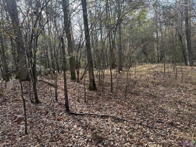 80 Acre Hunting Property for Sale in Caldwell Parish, La - image 3