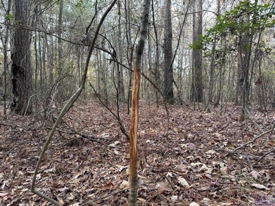 80 Acre Hunting Property for Sale in Caldwell Parish, La - image 24