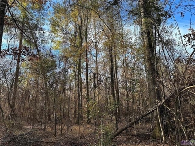 80 Acre Hunting Property for Sale in Caldwell Parish, La - image 31