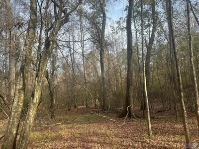 80 Acre Hunting Property for Sale in Caldwell Parish, La - image 5