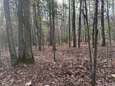 80 Acre Hunting Property for Sale in Caldwell Parish, La - image 19