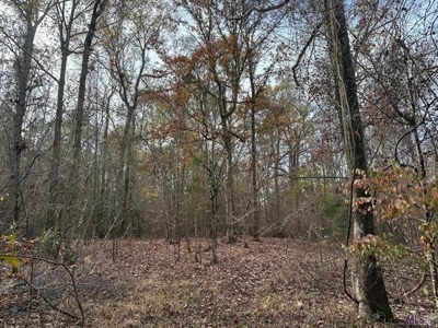80 Acre Hunting Property for Sale in Caldwell Parish, La - image 16