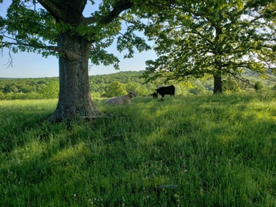 Southern Missouri Ozarks Ranch with Major Live Water for Sal - image 41