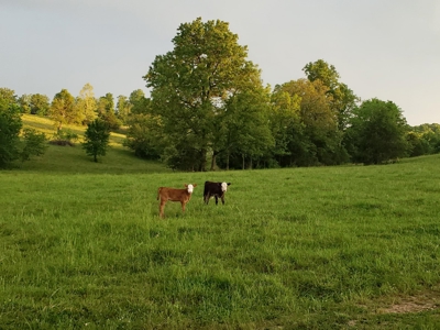 Southern Missouri Ozarks Ranch with Major Live Water for Sal - image 40