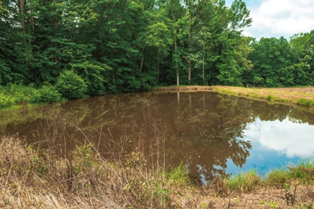 Hobby Farm for Sale Near TN River w/ Shop & Ponds in Camden - image 9