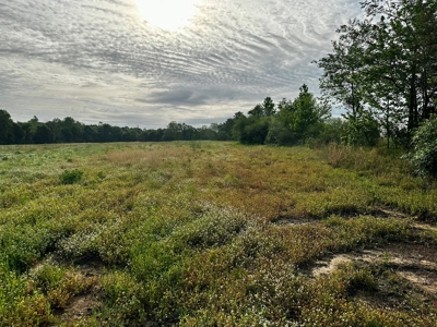 Land for sale in Hartford, Alabama - image 5