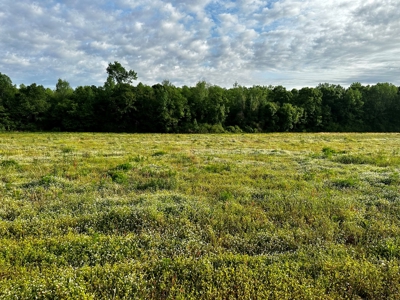 Land for sale in Hartford, Alabama - image 4