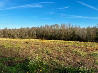 Land for sale in Hartford, Alabama - image 16