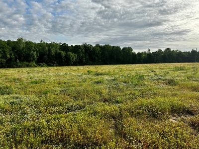 Land for sale in Hartford, Alabama - image 3