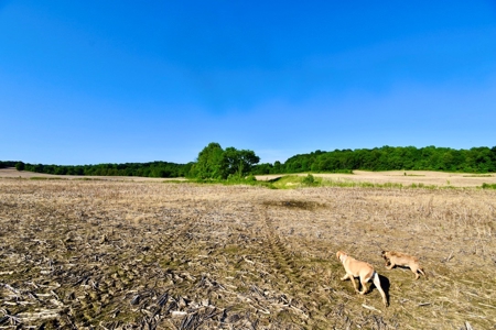 Spencer County Indiana Farm For Sale, Tillable & Pastures - image 21