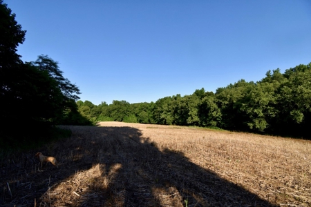 Spencer County Indiana Farm For Sale, Tillable & Pastures - image 33