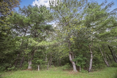 Rare Hunting Tract for Sale in Forrest County, MS - image 23