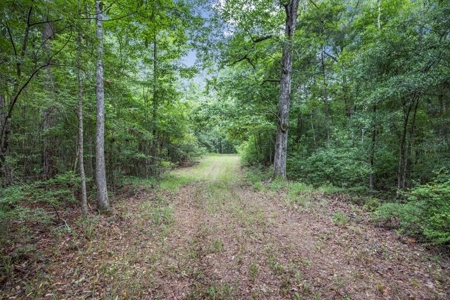 Rare Hunting Tract for Sale in Forrest County, MS - image 21