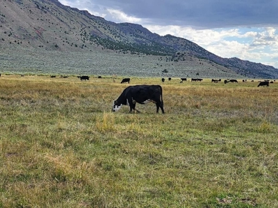 702 Acres Board Corral Ranch, Long Valley, Nevada - image 8