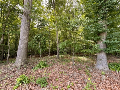 PENDING Offering #2 - Small Wooded Lot for Sale in Danville - image 3