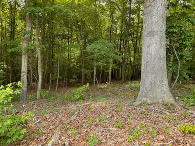 PENDING Offering #2 - Small Wooded Lot for Sale in Danville - image 6