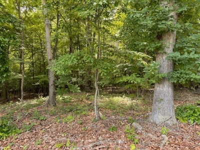 PENDING Offering #2 - Small Wooded Lot for Sale in Danville - image 4