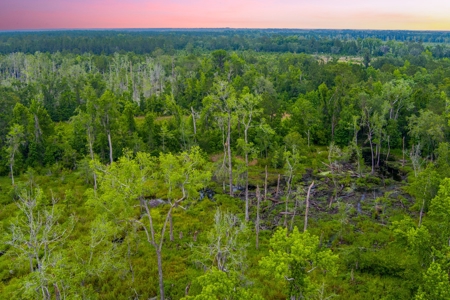 Large Hunting Acreage For Sale In North Florida - image 6