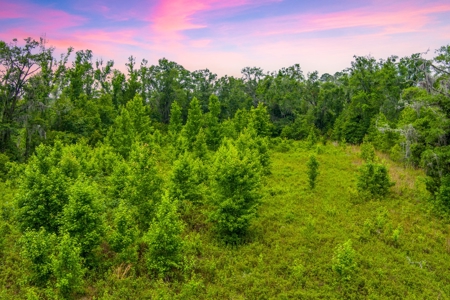 Large Hunting Acreage For Sale In North Florida - image 5