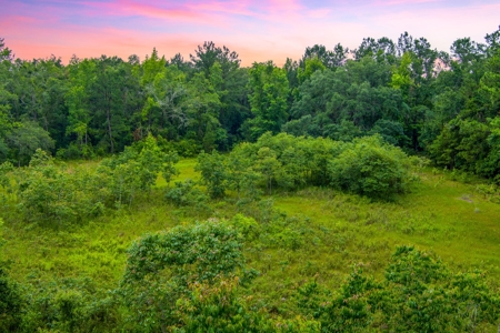 Large Hunting Acreage For Sale In North Florida - image 8