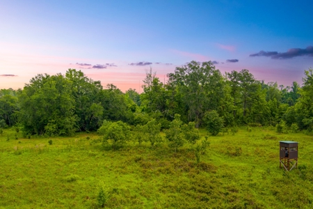 Large Hunting Acreage For Sale In North Florida - image 9