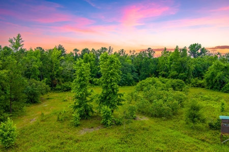 Large Hunting Acreage For Sale In North Florida - image 14