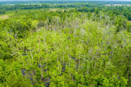 Large Hunting Acreage For Sale In North Florida - image 4