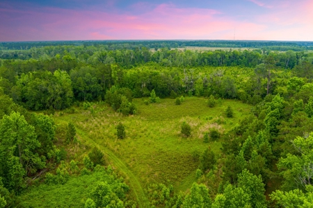 Large Hunting Acreage For Sale In North Florida - image 7