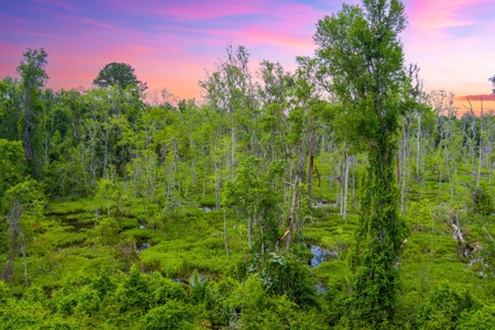 Large Hunting Acreage For Sale In North Florida - image 12