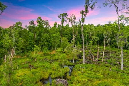 Large Hunting Acreage For Sale In North Florida - image 15