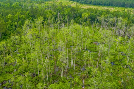 Large Hunting Acreage For Sale In North Florida - image 13