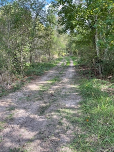 Trinity County Texas Hunting/Recreational Land For Sale - image 15