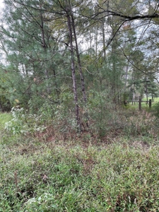 Trinity County Texas Hunting/Recreational Land For Sale - image 14