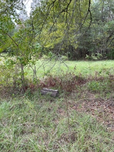 Trinity County Texas Hunting/Recreational Land For Sale - image 10