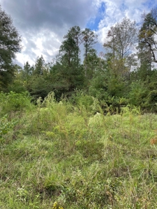 Trinity County Texas Hunting/Recreational Land For Sale - image 12