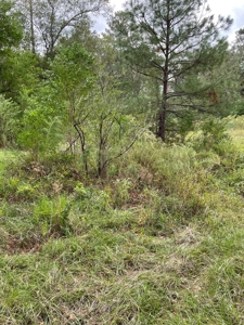 Trinity County Texas Hunting/Recreational Land For Sale - image 9