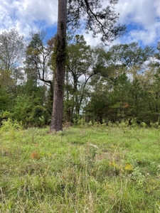 Trinity County Texas Hunting/Recreational Land For Sale - image 13