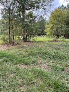 Trinity County Texas Hunting/Recreational Land For Sale - image 1