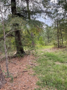 Trinity County Texas Hunting/Recreational Land For Sale - image 2