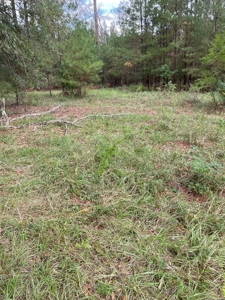 Trinity County Texas Hunting/Recreational Land For Sale - image 11