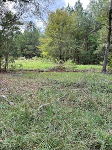 Trinity County Texas Hunting/Recreational Land For Sale - image 5