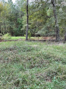 Trinity County Texas Hunting/Recreational Land For Sale - image 6