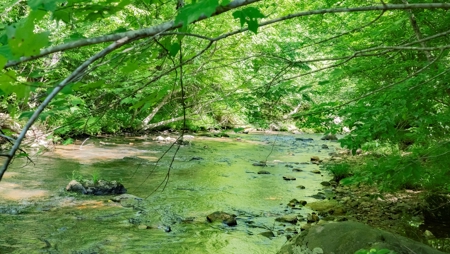 +/- 21.5 Acres in Burke County NC! - image 7