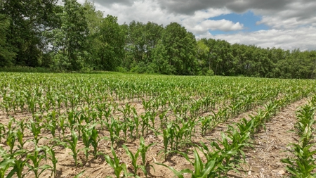 Rural Real Estate for Sale in Dane County, Wisconsin - image 10